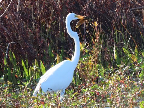Great Egret - Ruth Bergstrom