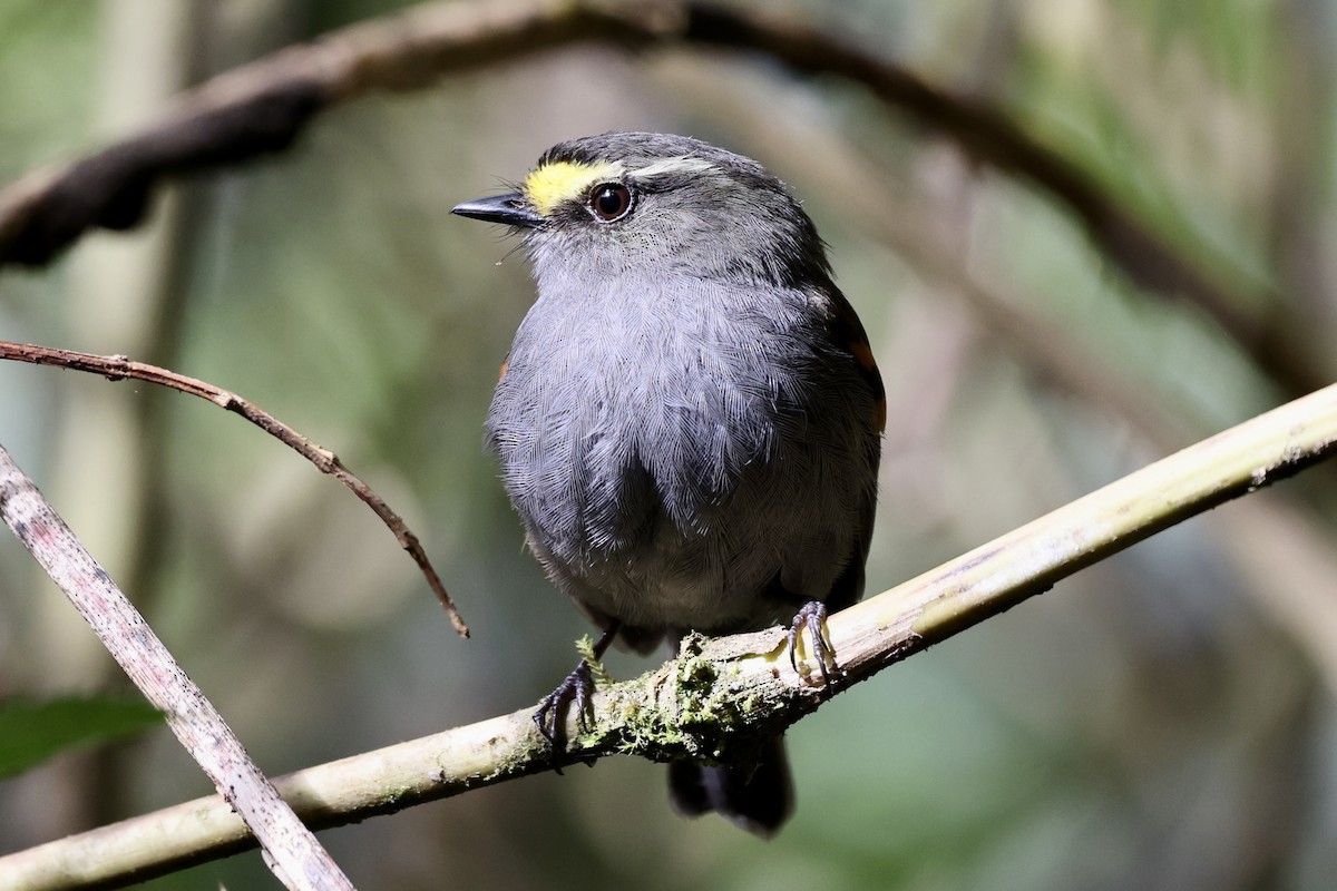 Golden-browed Chat-Tyrant - ML610484738