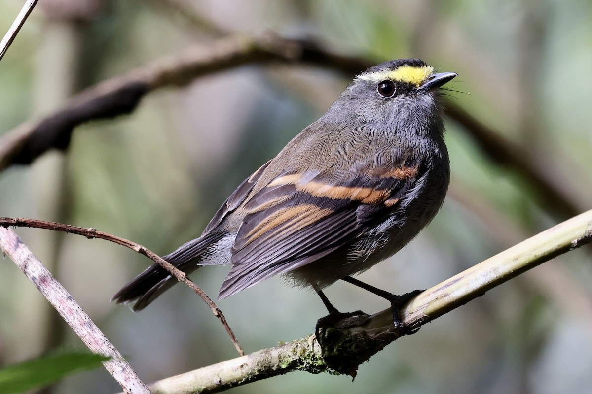 Golden-browed Chat-Tyrant - ML610484739