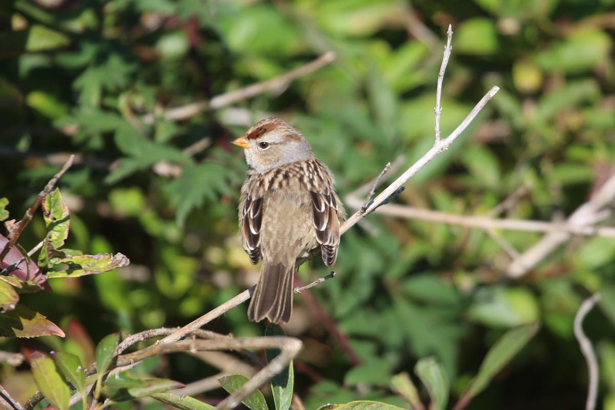 White-crowned Sparrow - ML610485121