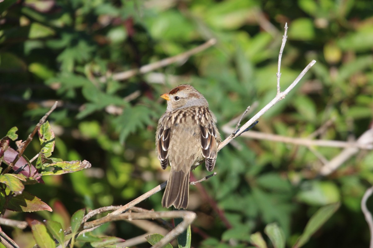 White-crowned Sparrow - ML610485124