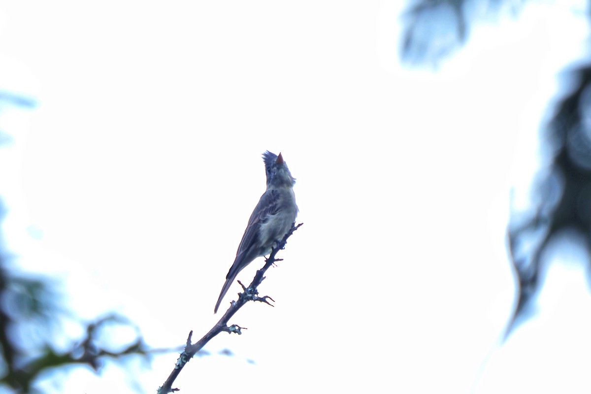 Greater Pewee - ML610485226