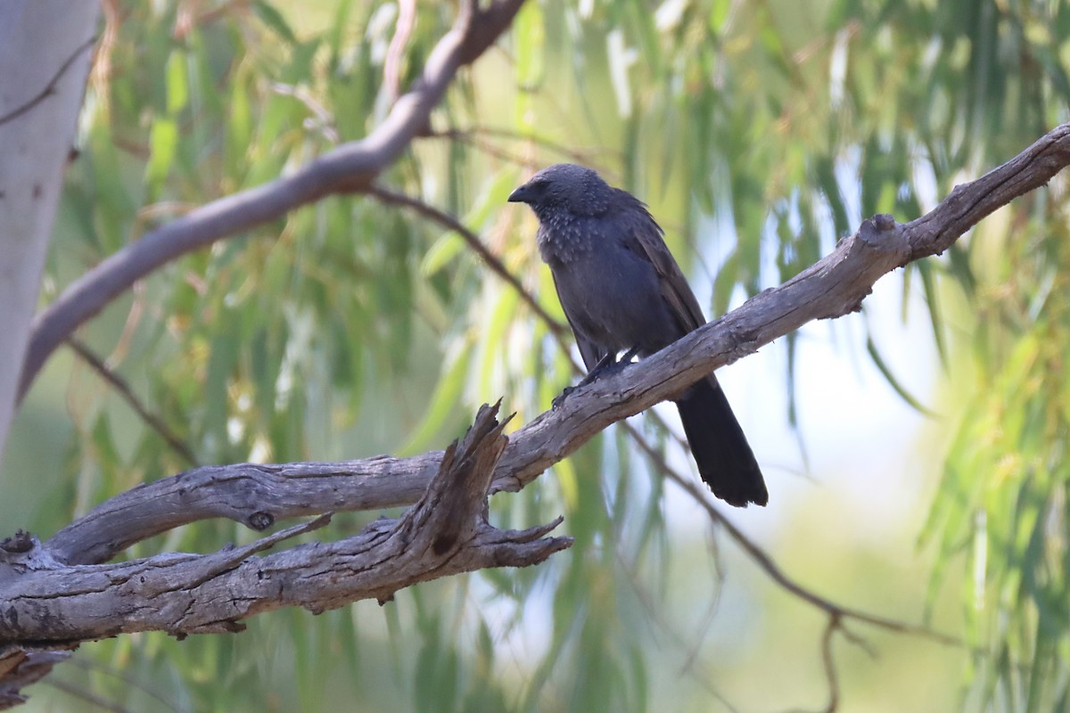 EBird Checklist 23 Oct 2023 117 Park Road Mambray Creek SA 44