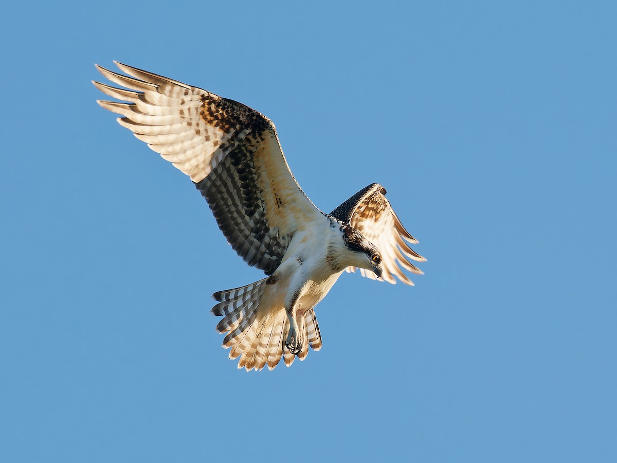 eBird Checklist - 28 Oct 2023 - Tres Rios Overbank Wetlands (permit ...