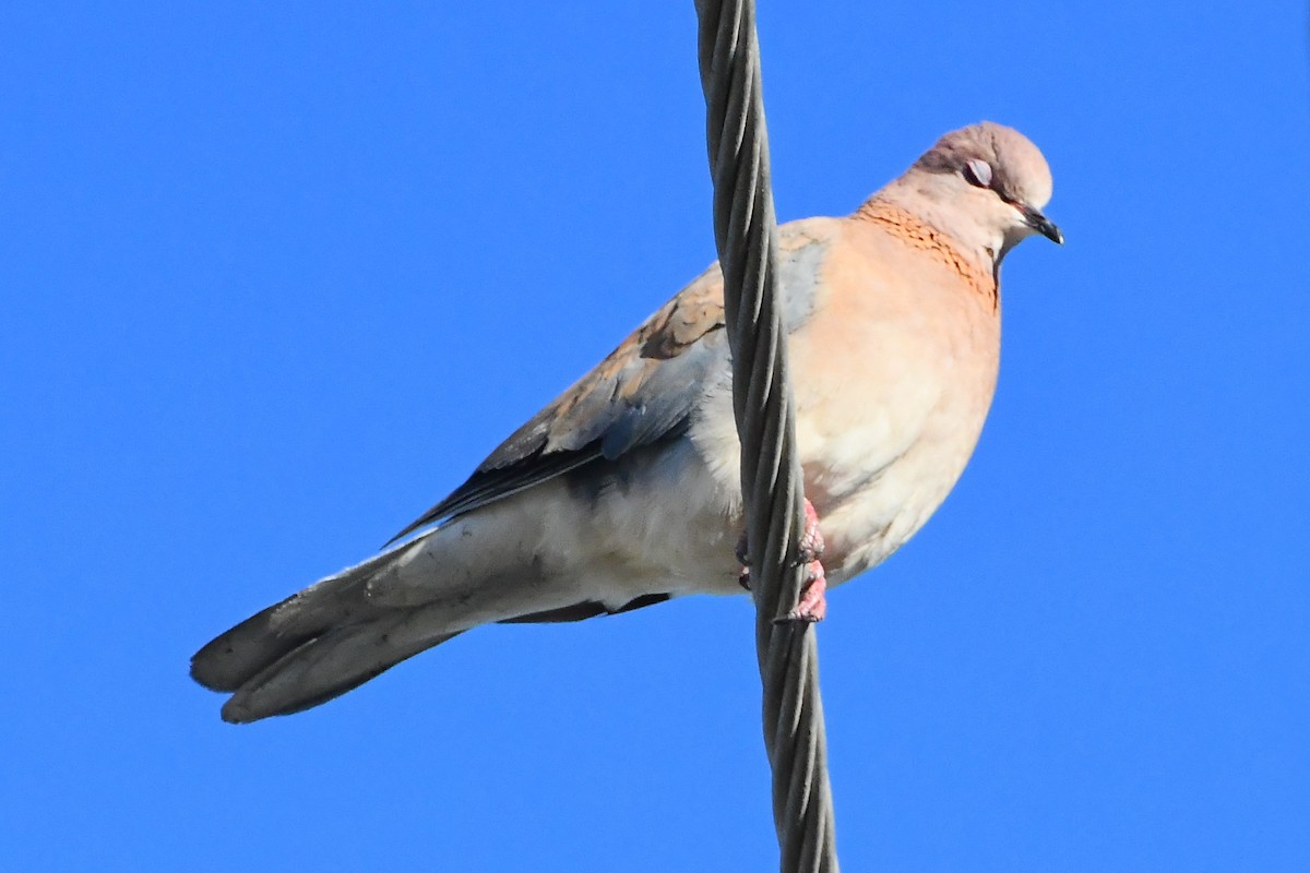 Laughing Dove - ML610486046