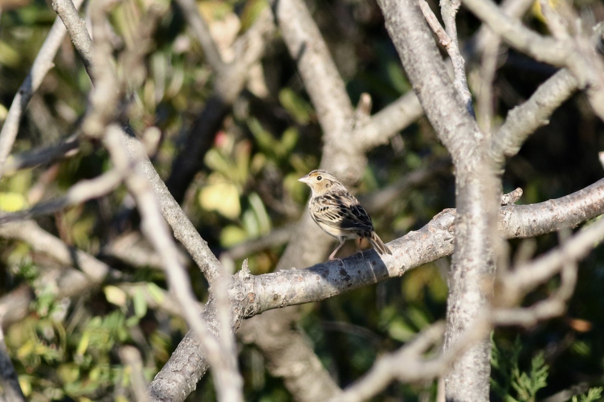 Grasshopper Sparrow - ML610486219