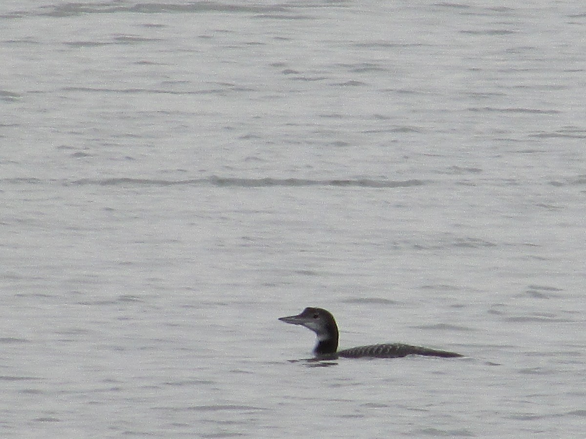 eBird Checklist 28 Oct 2023 Cherry Creek SP 32 species