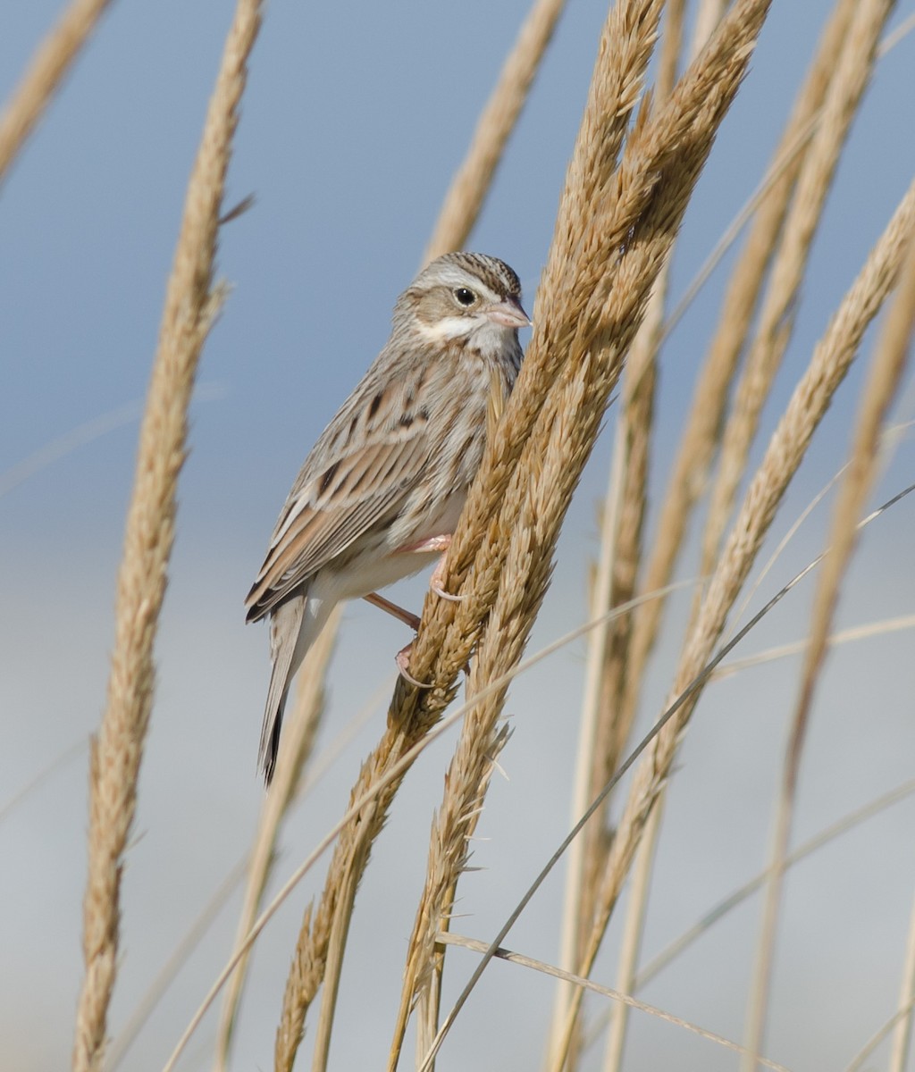 Savannah Sparrow (Ipswich) - ML610486395