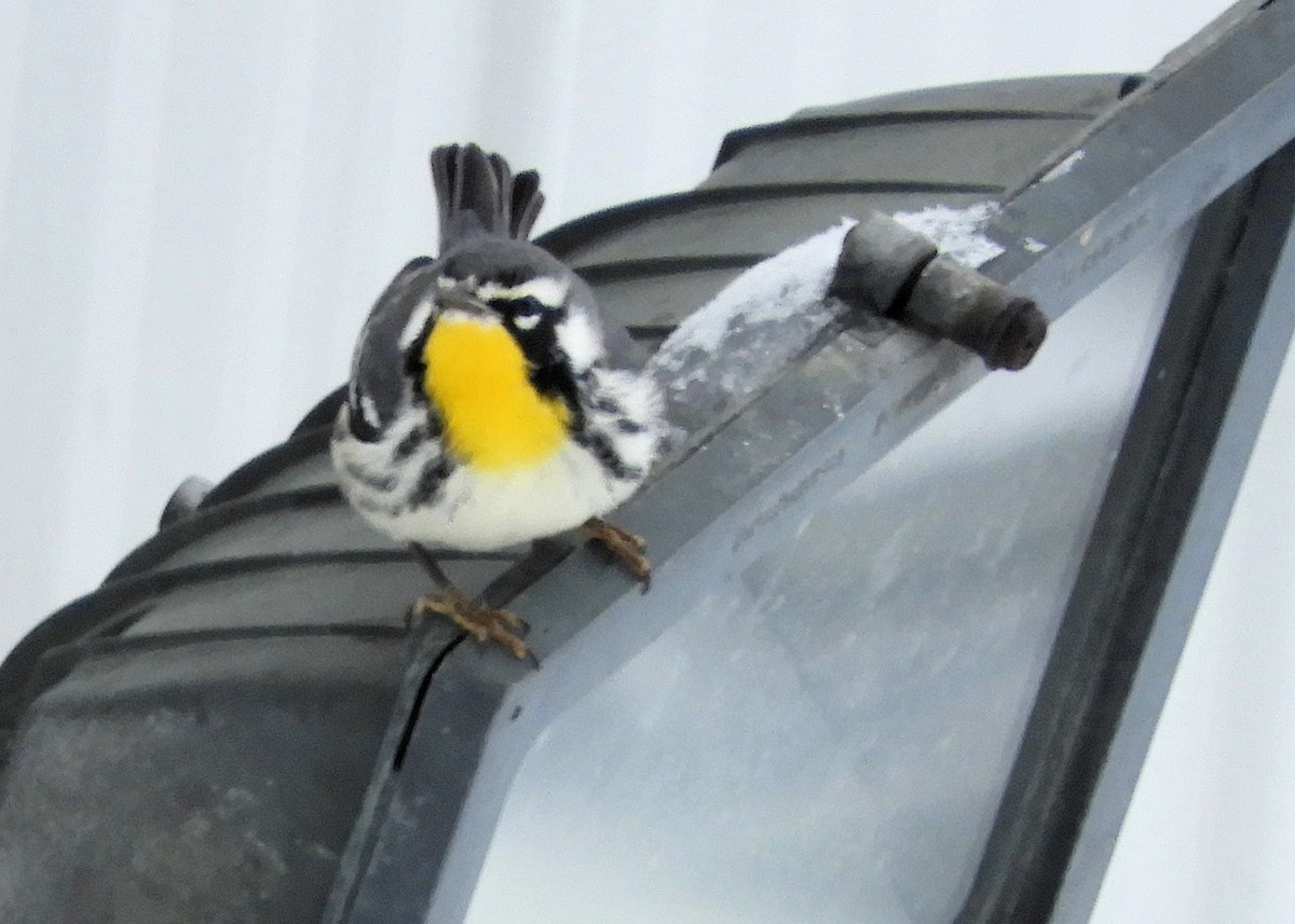 Yellow-throated Warbler - ML610486629