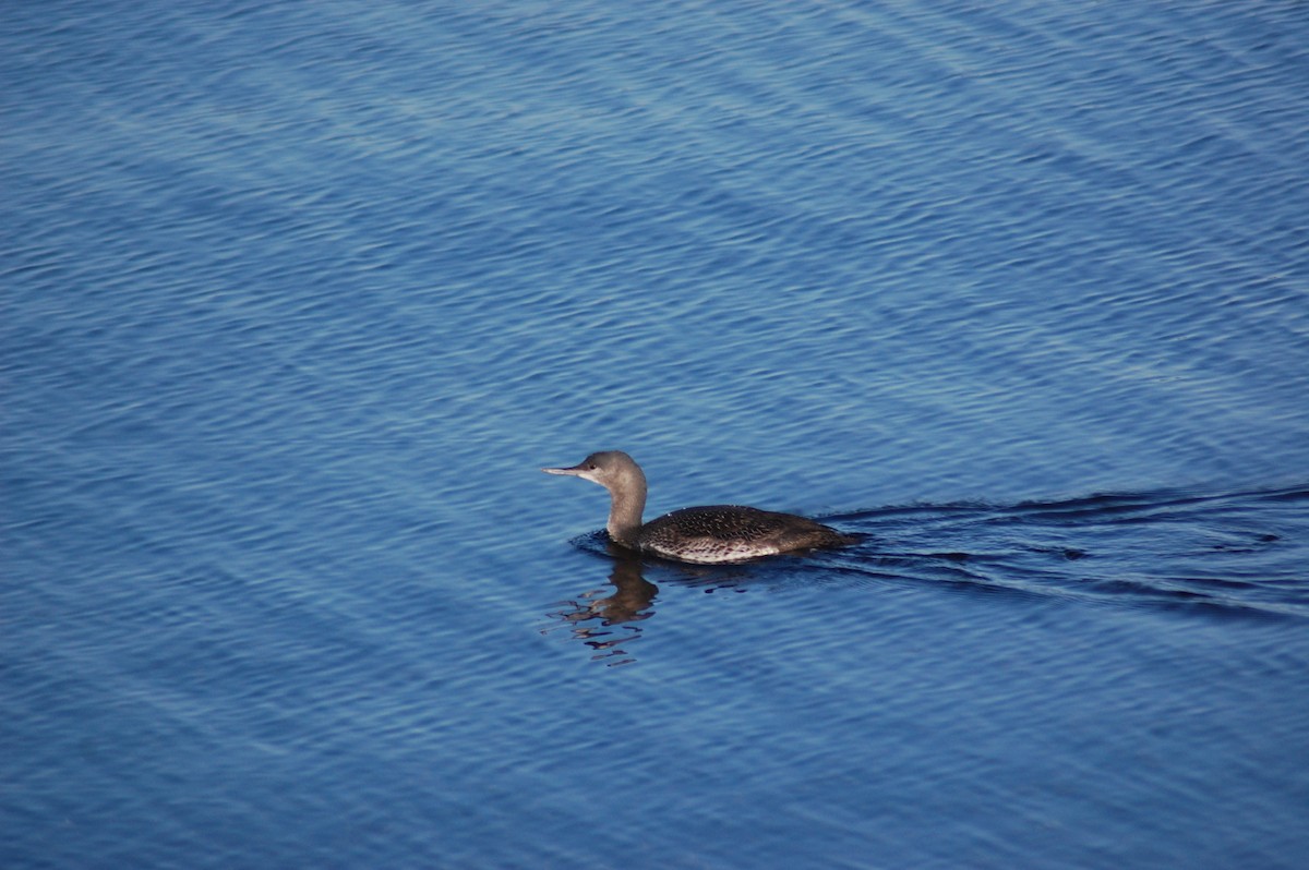 Red-throated Loon - ML610486759