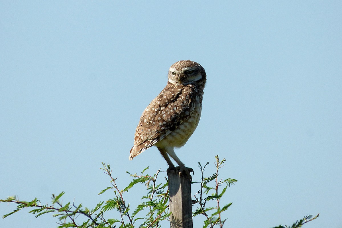 Burrowing Owl - ML610486781