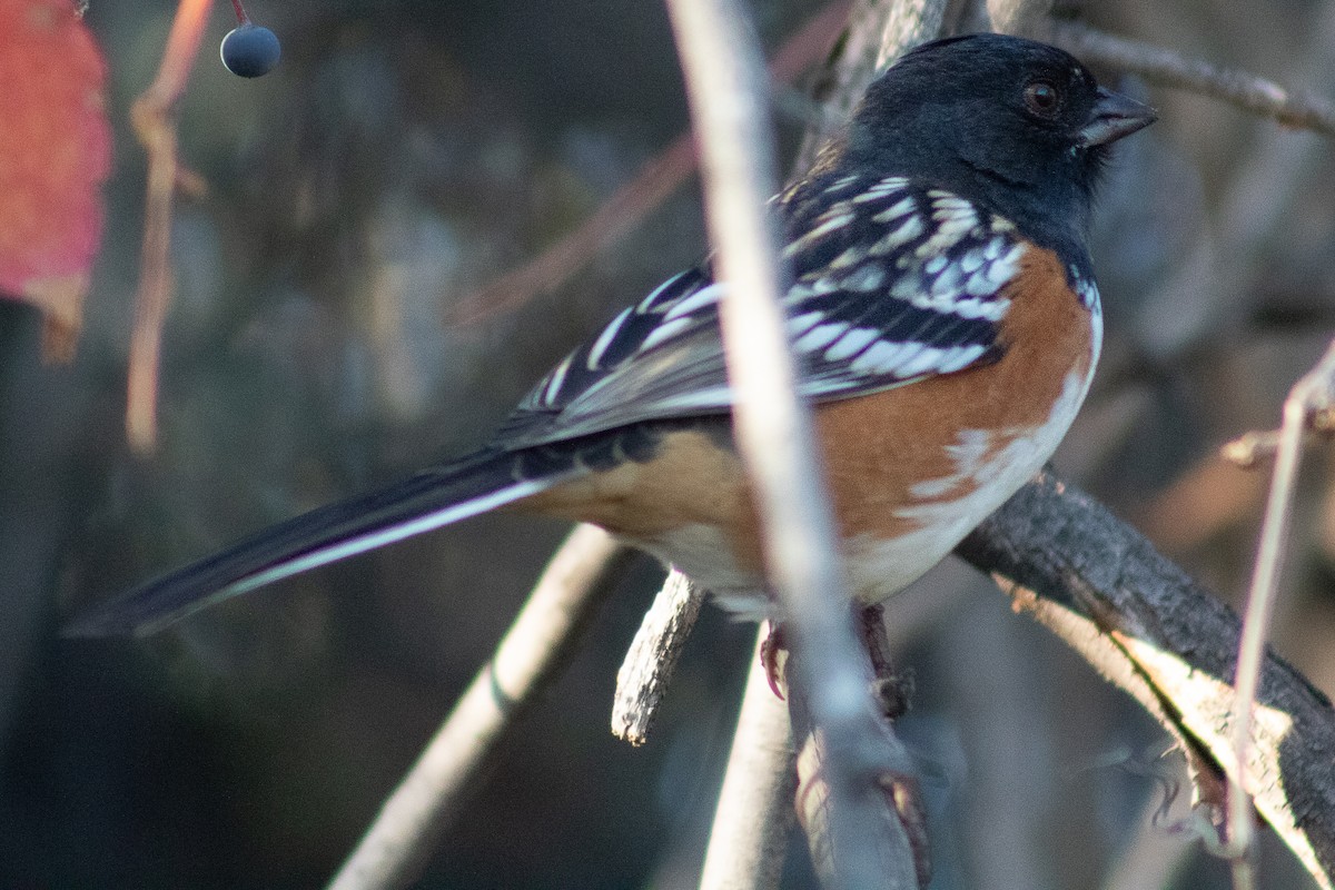 Spotted Towhee - ML610486836