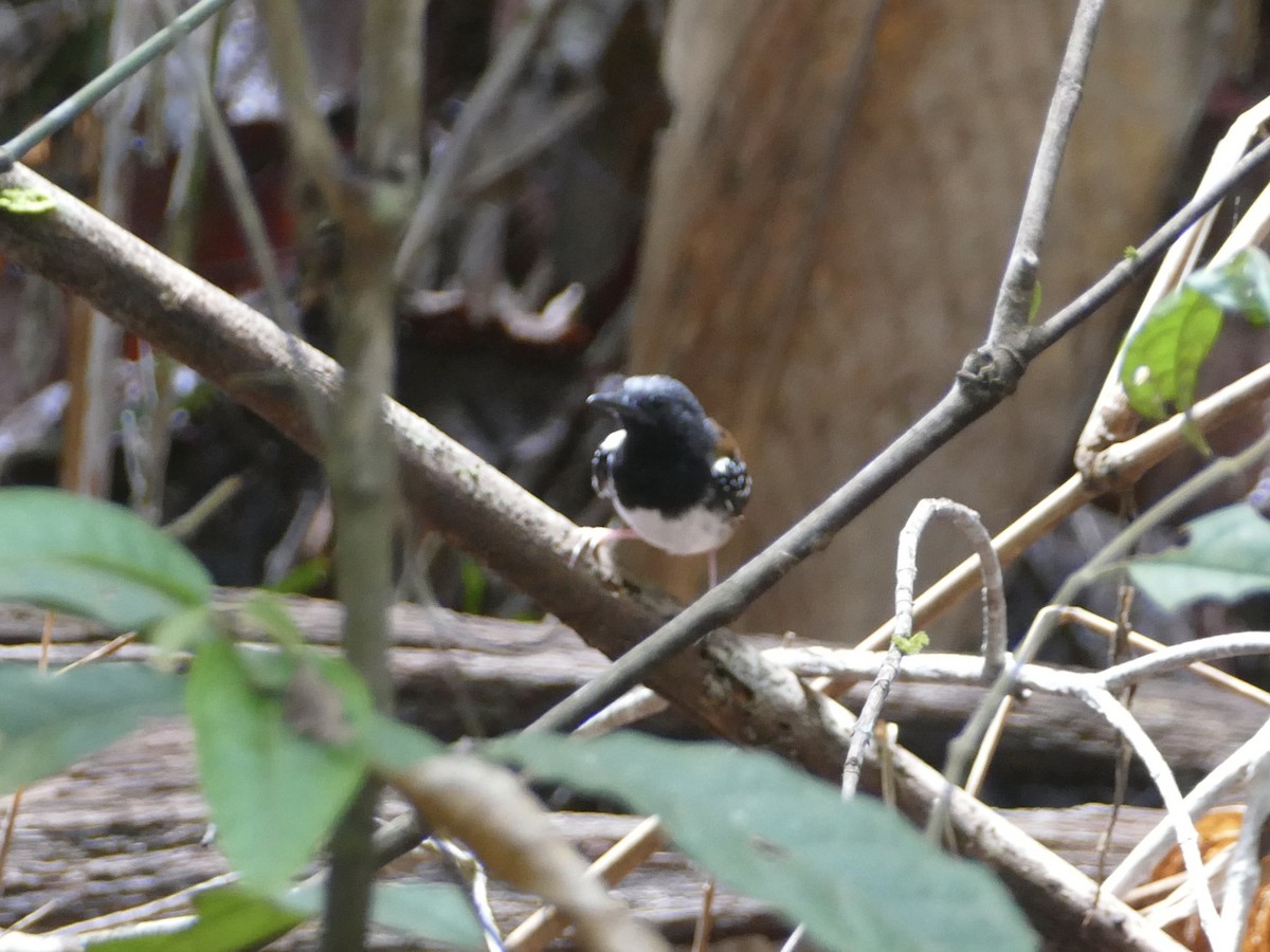 Chestnut-tailed Antbird (pallens) - ML610486898