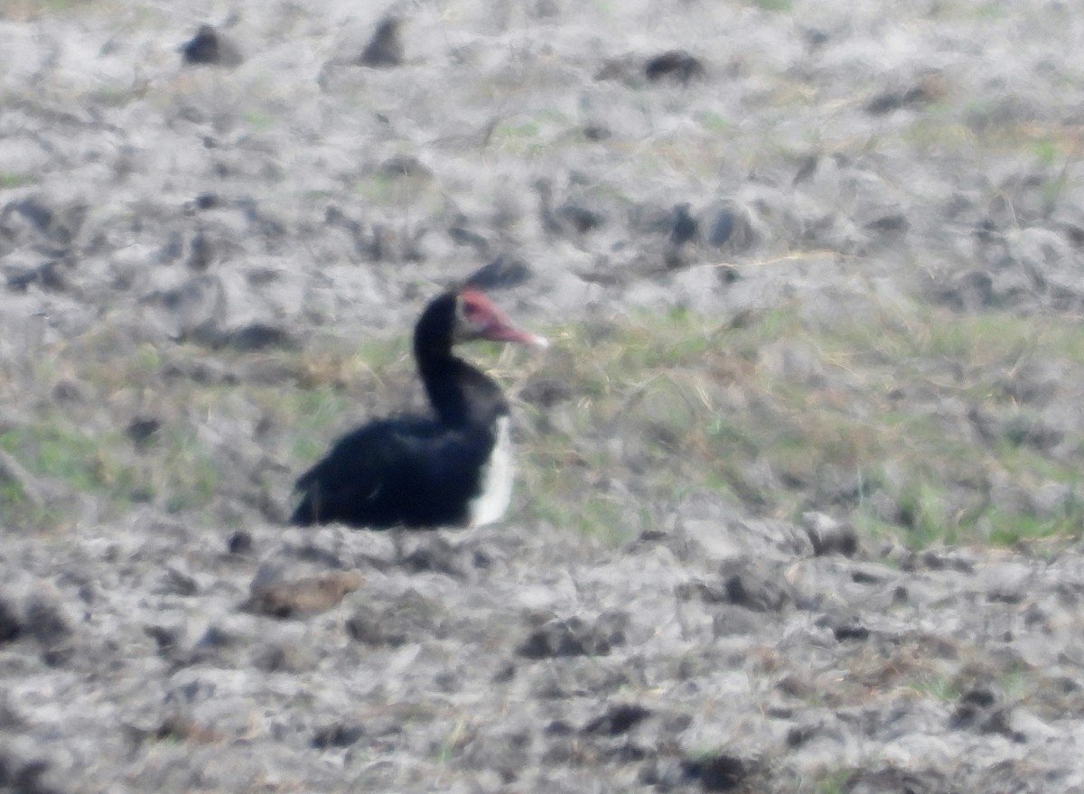 Spur-winged Goose - ML610487207