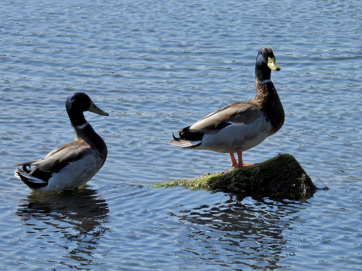 Ebird Checklist Oct Famosa Slough Species