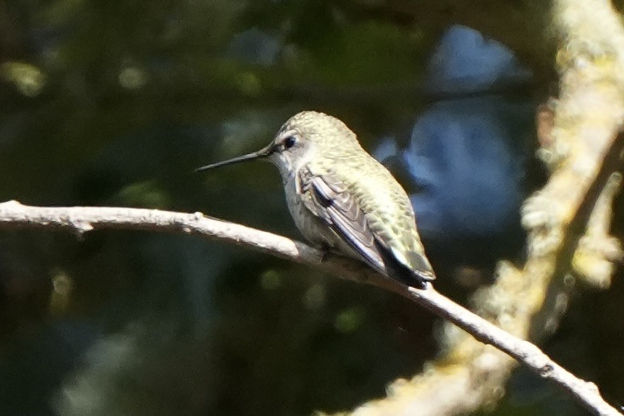 Anna's Hummingbird - ML610487937