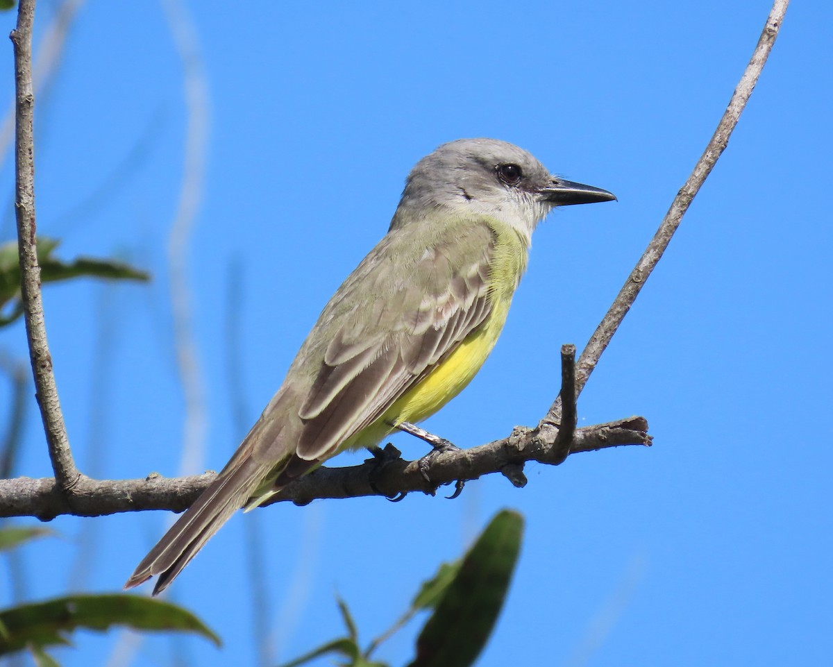 Tropical Kingbird - Laurie Witkin