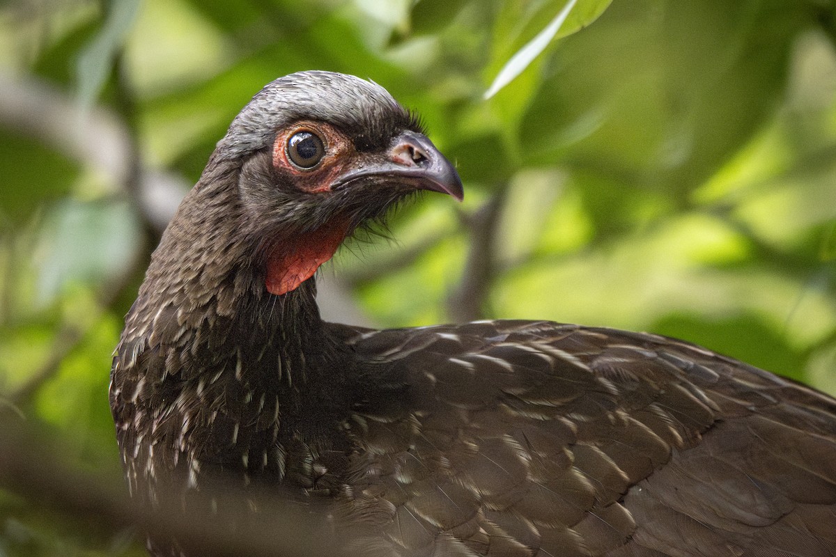 Red-faced Guan - ADRIAN GRILLI