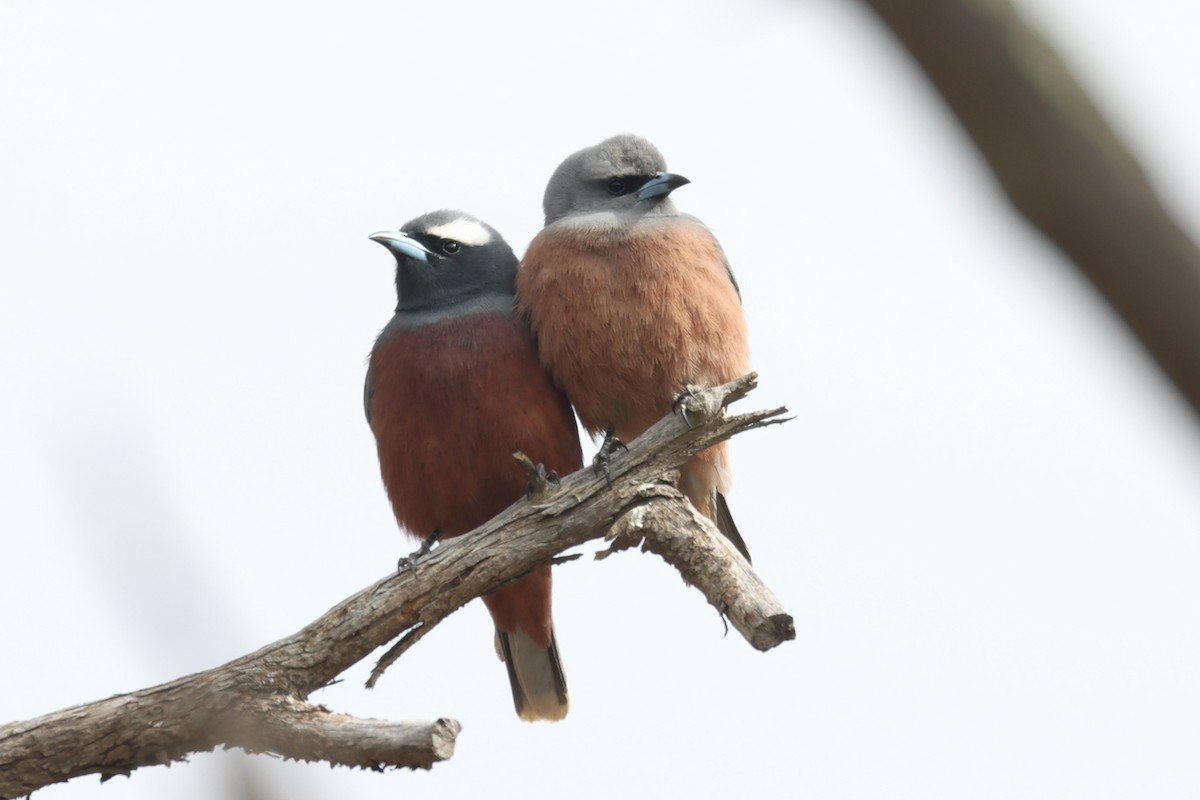White-browed Woodswallow - ML610488275
