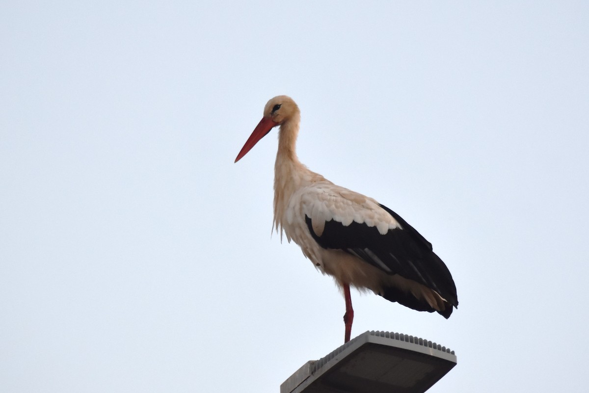 White Stork - ML610488456