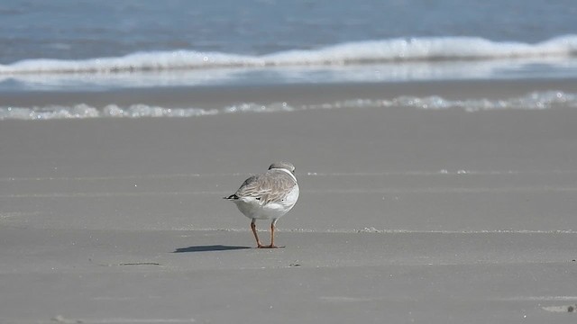 Piping Plover - ML610488519
