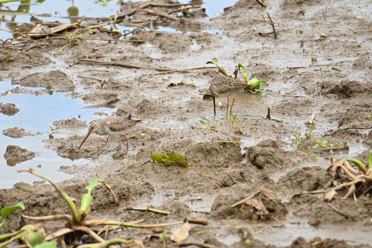 Long-billed Dowitcher - ML610488585