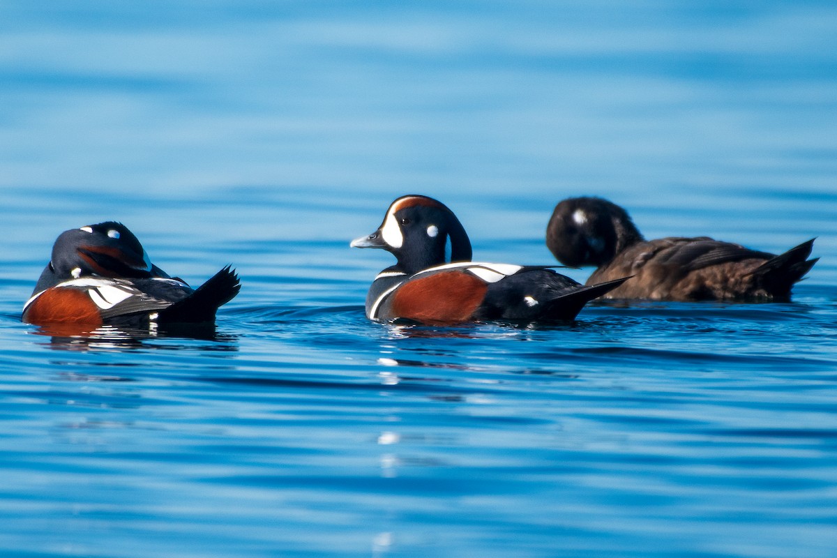 Harlequin Duck at Lighthouse Marine Park, Point Roberts by Chris McDonald
