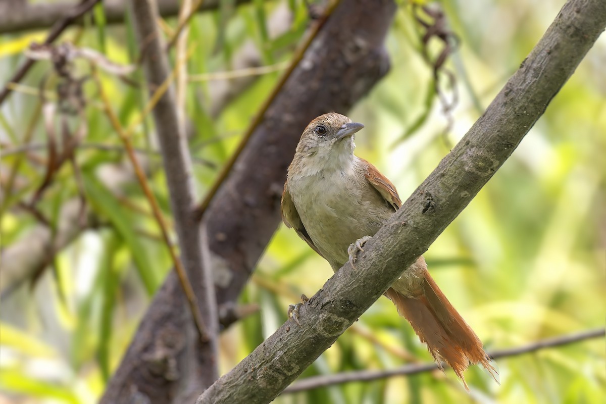 Parker's Spinetail - ML610489208