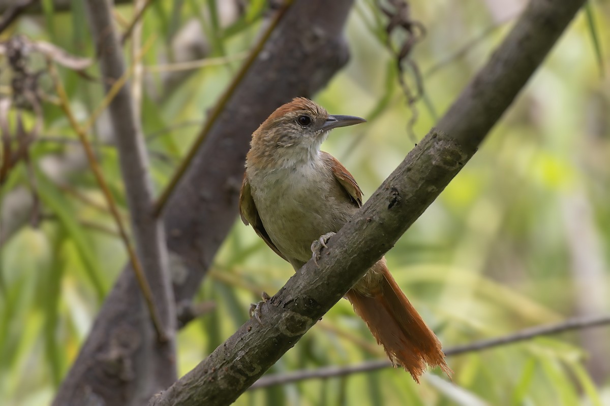 Parker's Spinetail - ML610489209