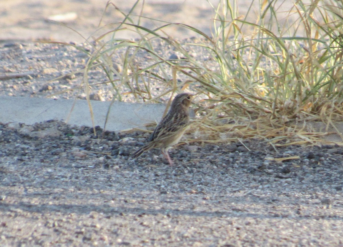 Grasshopper Sparrow - ML610489936