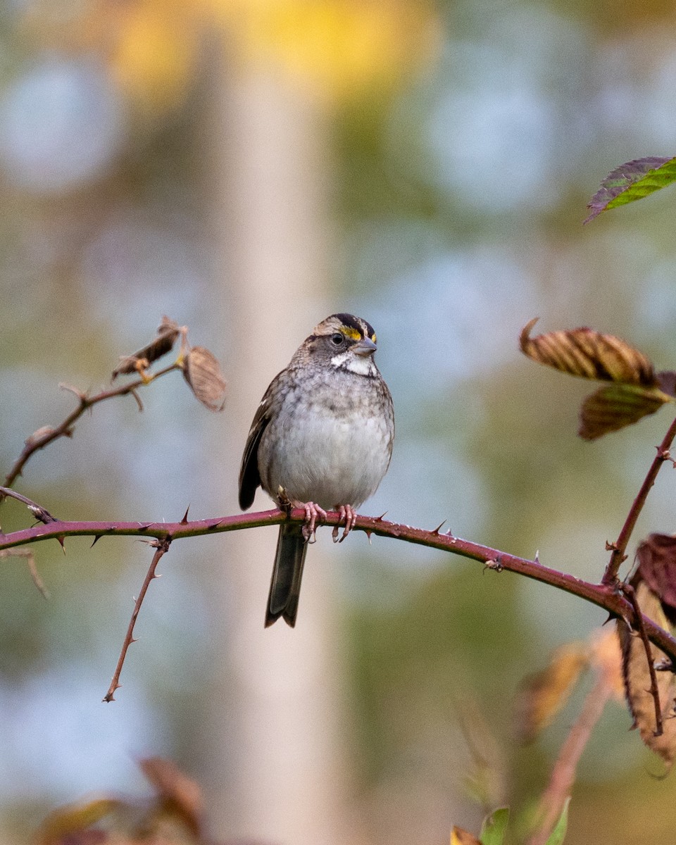 White-throated Sparrow - ML610490264