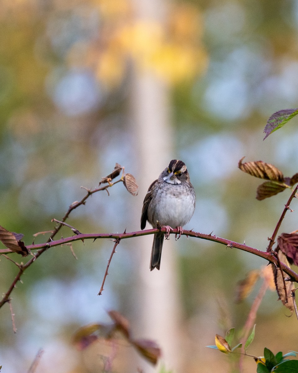 White-throated Sparrow - ML610490265