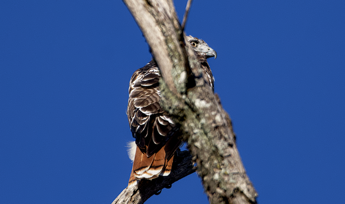 Red-tailed Hawk - ML610490442