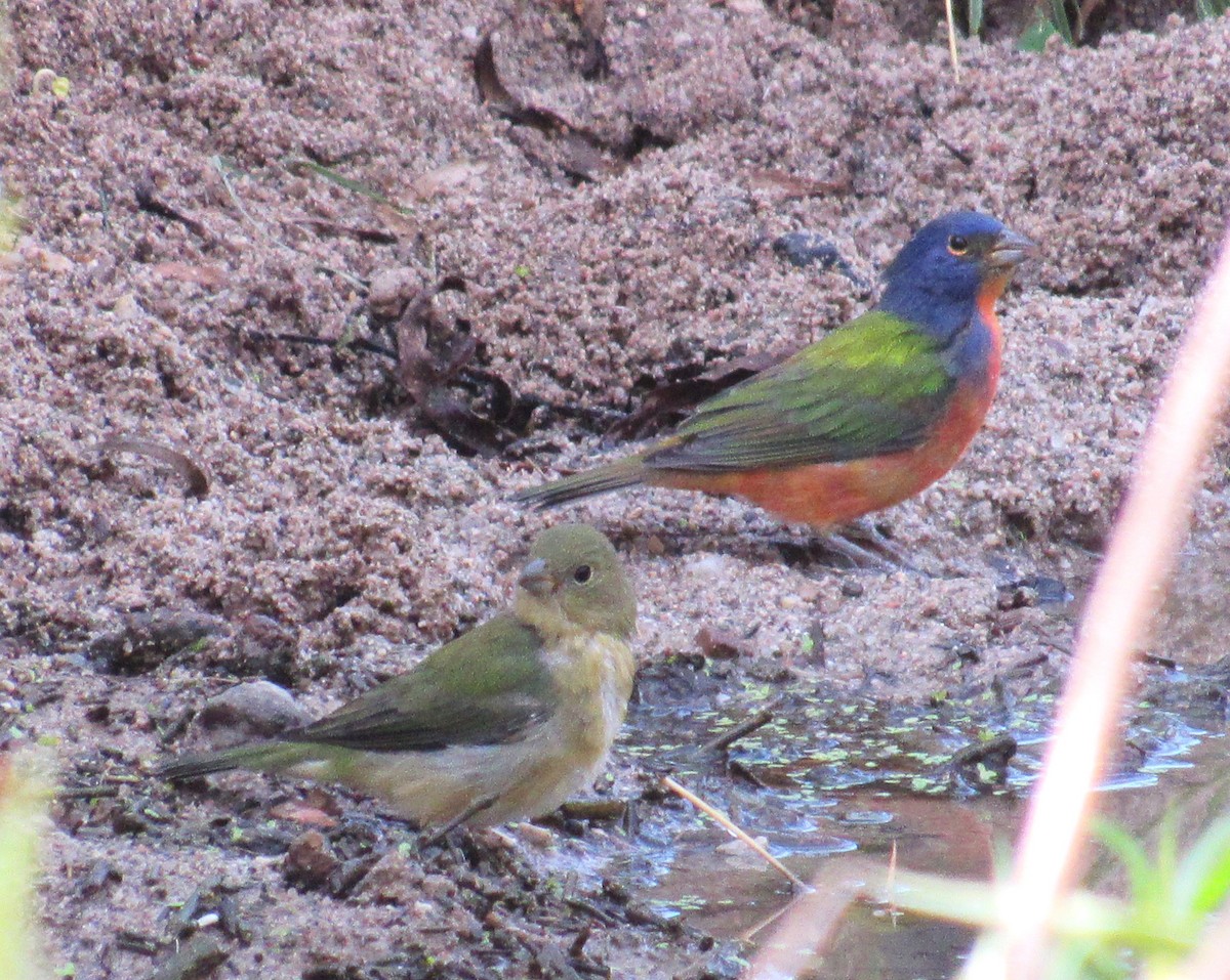 Painted Bunting - ML610490658