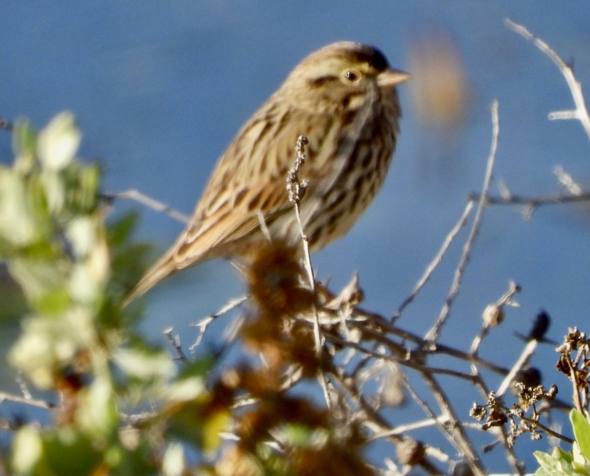 Savannah Sparrow - ML610490764