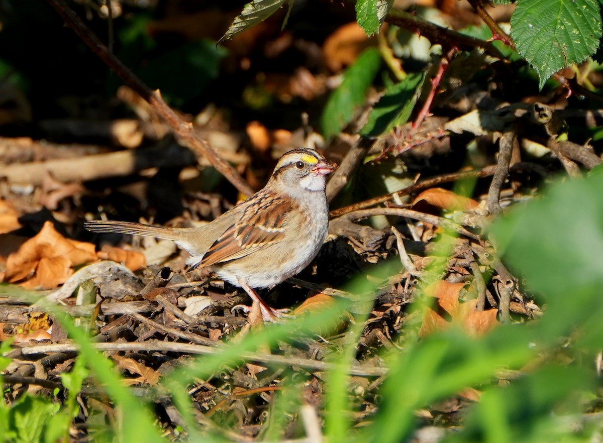 White-throated Sparrow - ML610491111