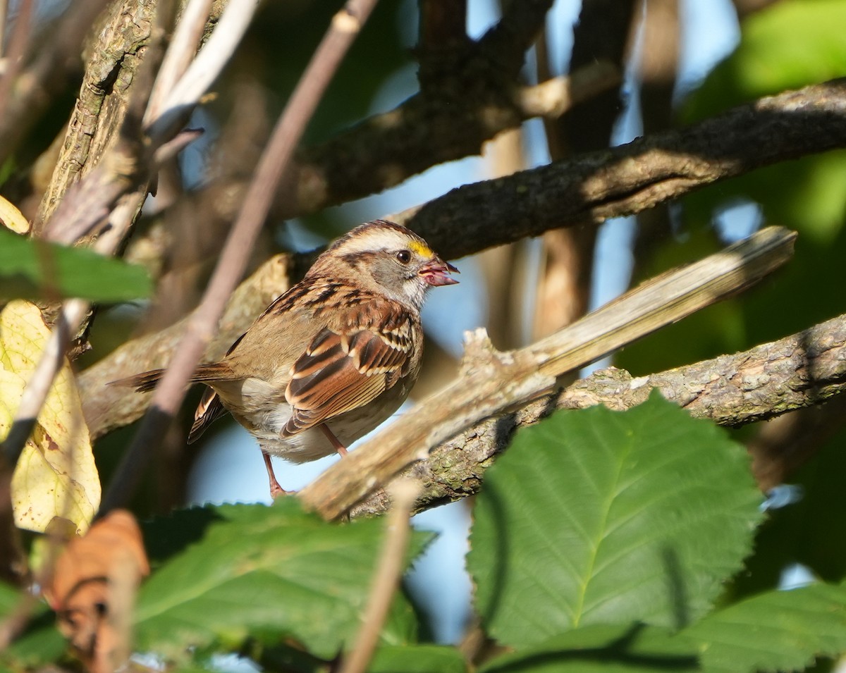 White-throated Sparrow - ML610491178