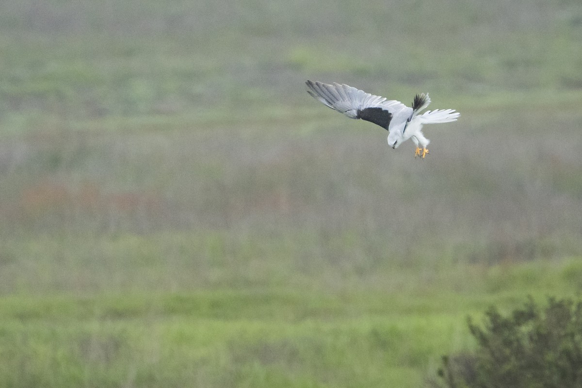 White-tailed Kite - ML610491400