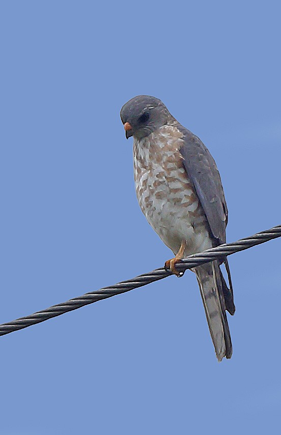 Eurasian Sparrowhawk - ML610491474
