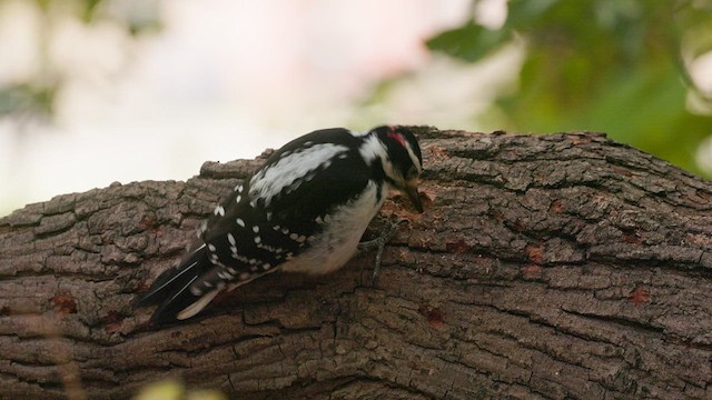 Hairy Woodpecker - ML610491486
