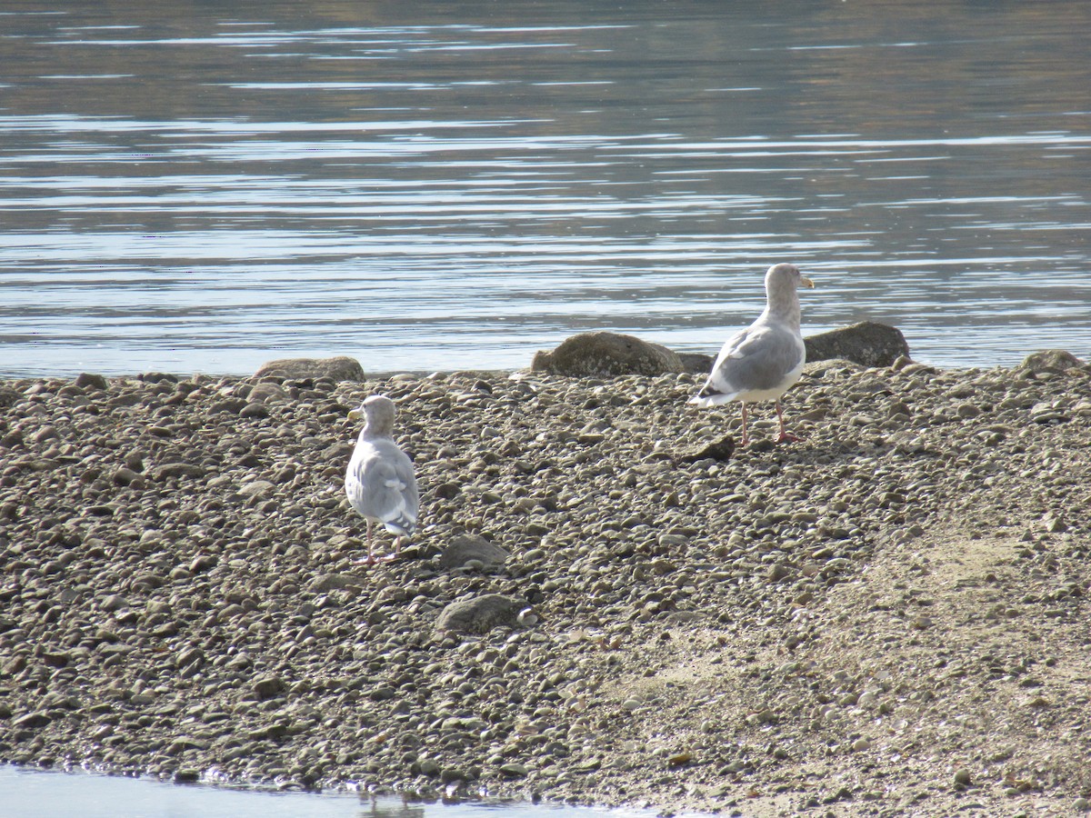 Glaucous-winged Gull - Anonymous