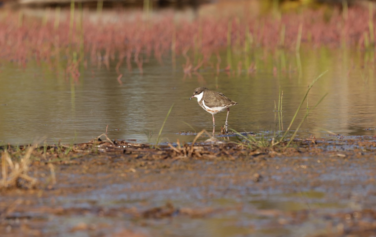 Red-kneed Dotterel - ML610492112