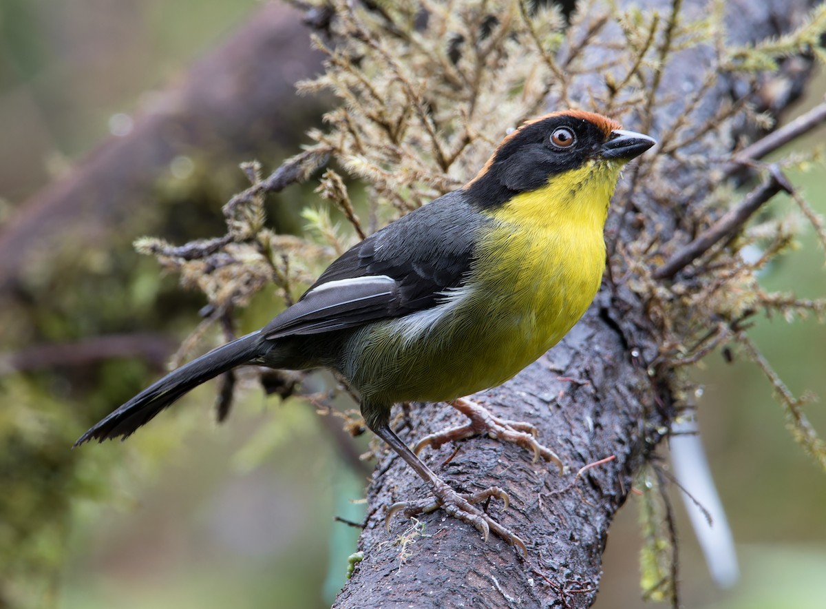 Yellow-breasted Brushfinch (Yellow-breasted) - ML610492113