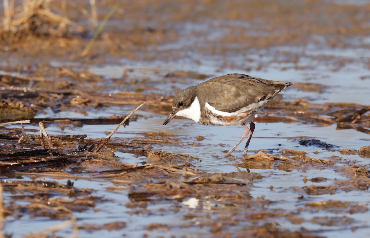 Red-kneed Dotterel - ML610492138