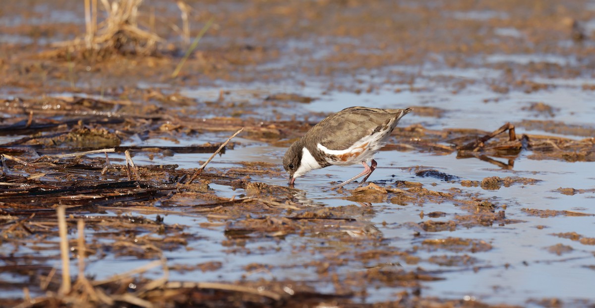 Red-kneed Dotterel - ML610492140