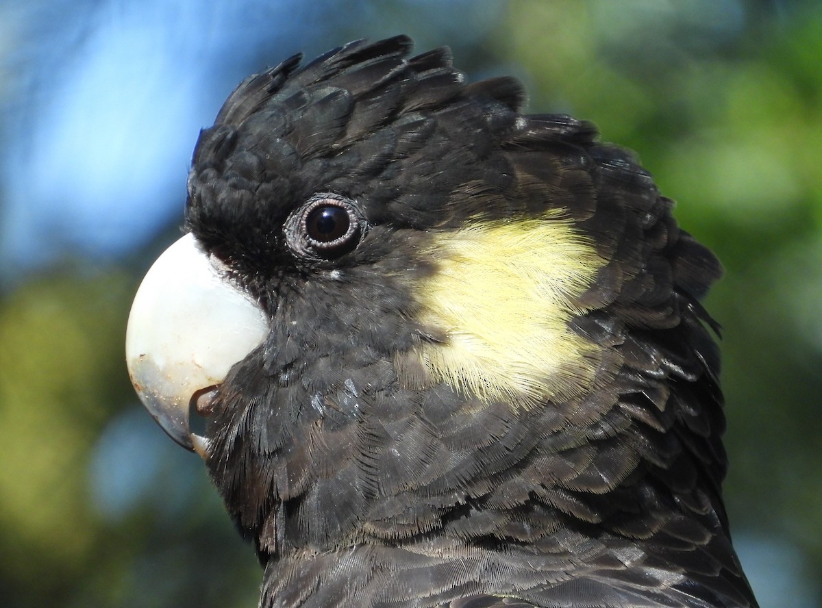 Yellow-tailed Black-Cockatoo - ML610492266