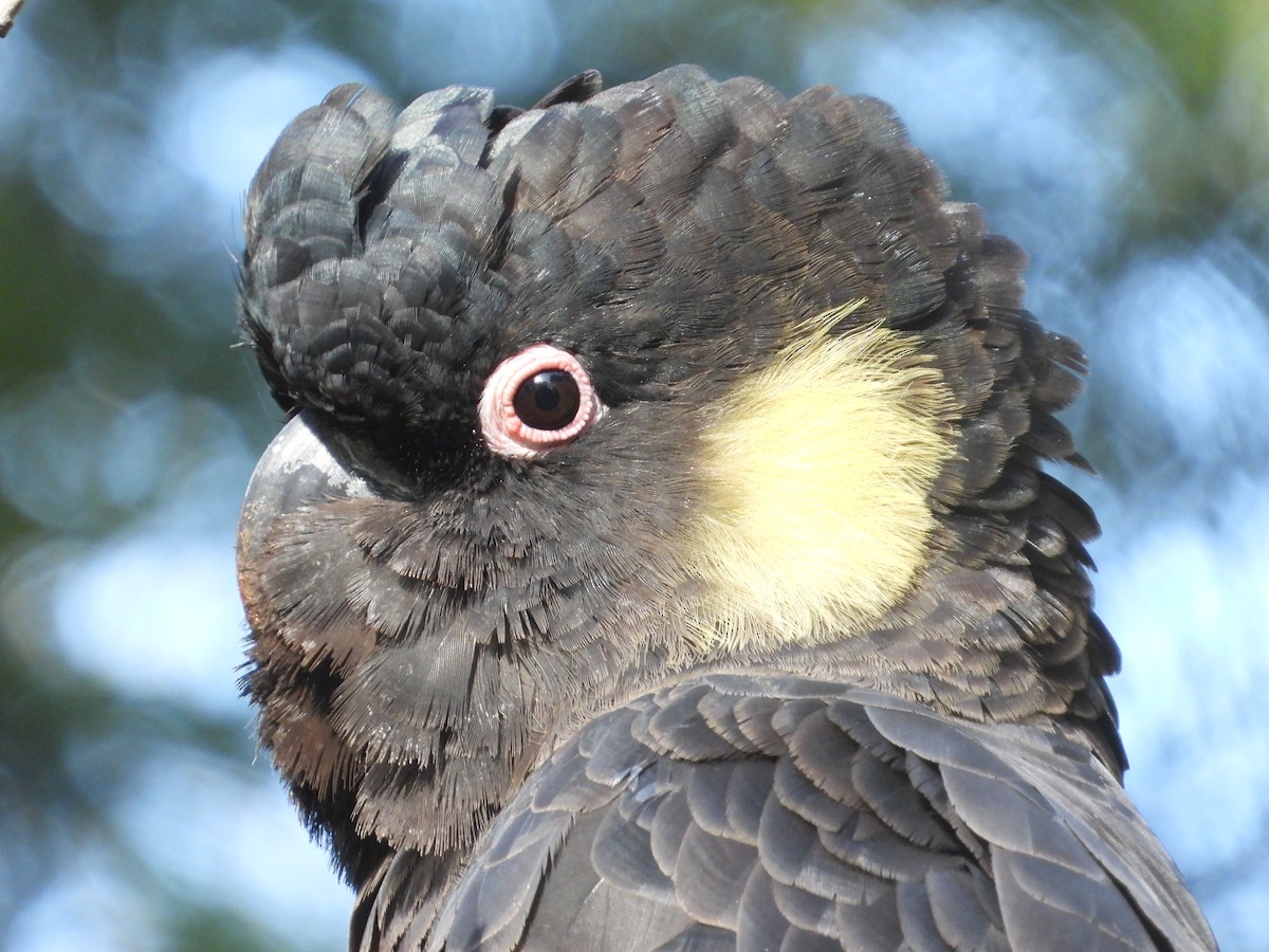 Yellow-tailed Black-Cockatoo - ML610492310
