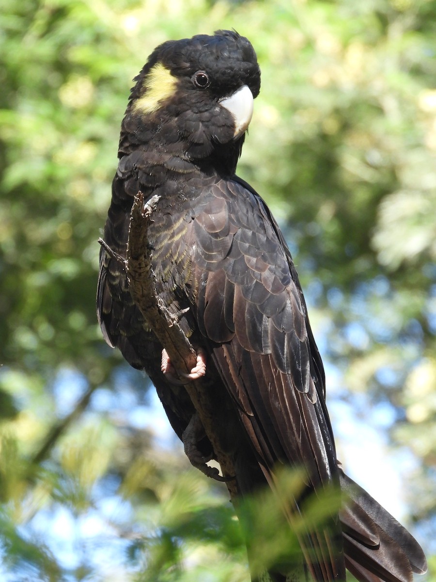 Yellow-tailed Black-Cockatoo - ML610492355