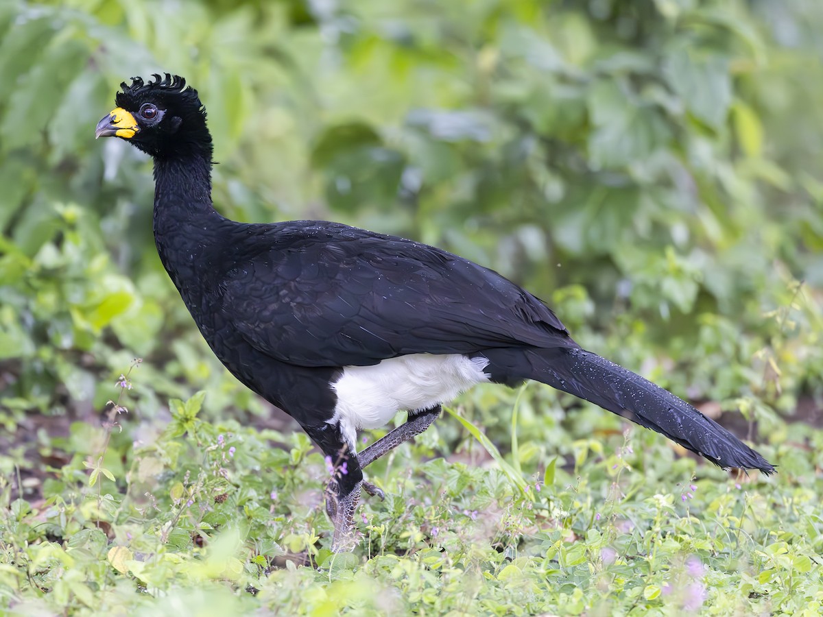 Bare-faced Curassow (Bare-faced) - ML610492380