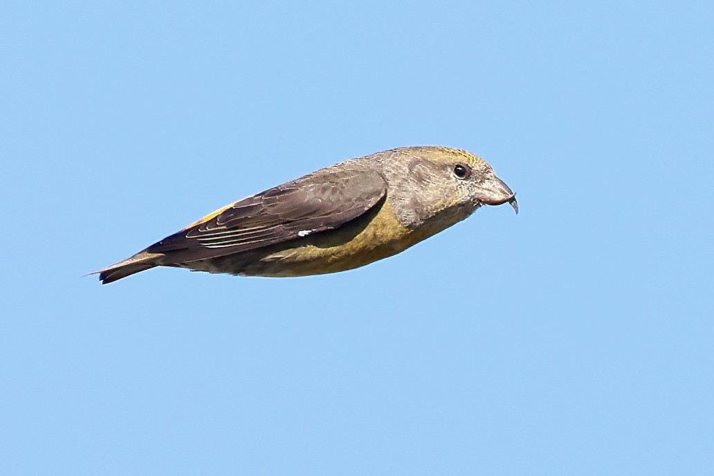 Red Crossbill (Lodgepole Pine or type 5) - ML610493266